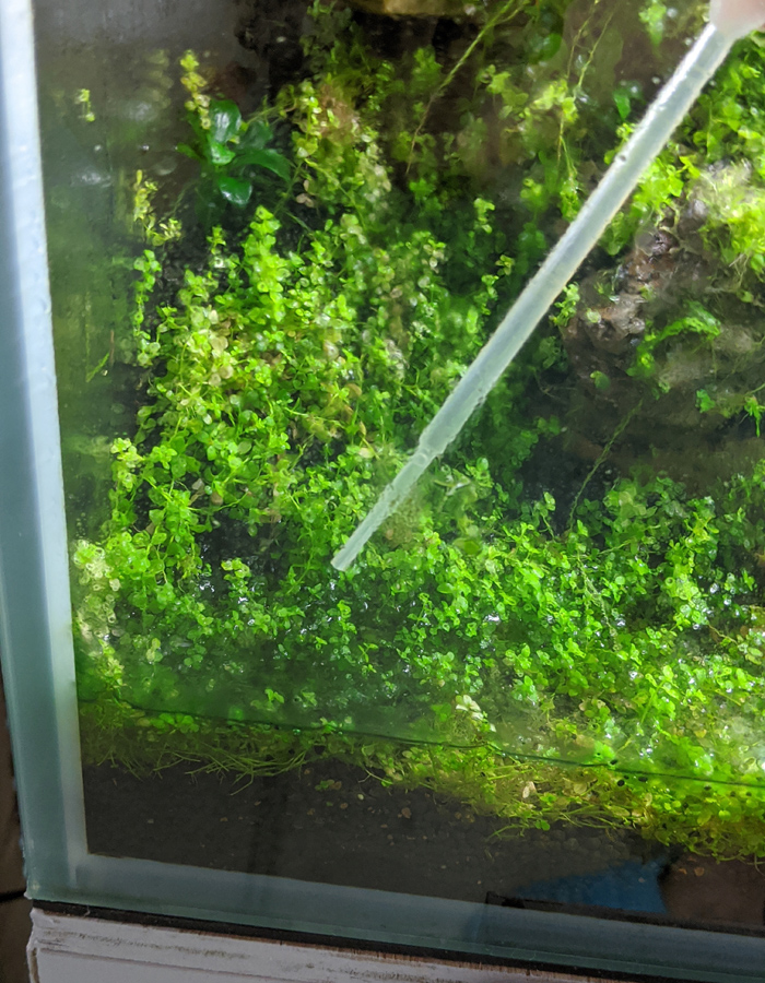 ミスト式管理での藍藻駆除 京都精華大学水槽学部