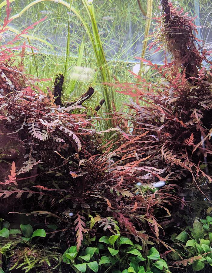 水草を赤くする | 京都精華大学水槽学部